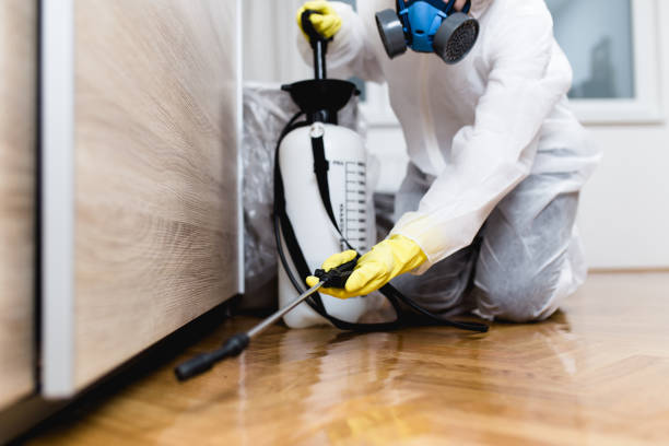 Wasp Removal Services in Brier, WA