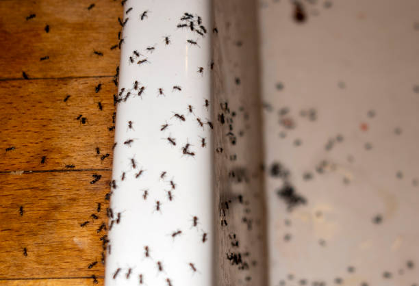 Best Cockroach Control Services  in Brier, WA