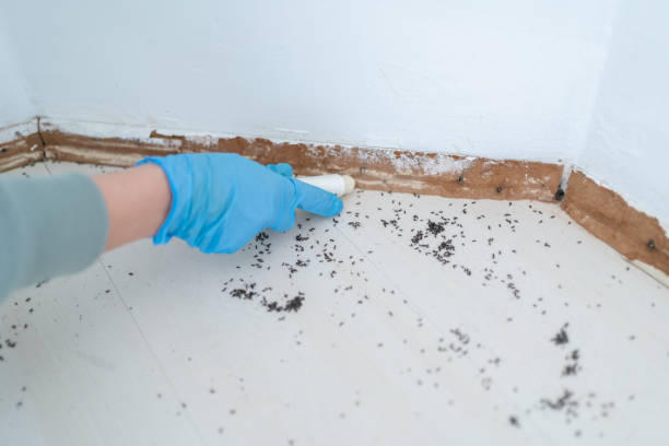 Best Affordable Pest Control Services  in Brier, WA